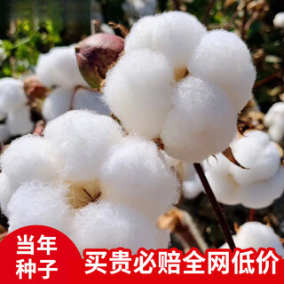 Xinjiang cotton seeds field planting agricultural four-season high-yielding spring seeds cotton seeds 100 grams