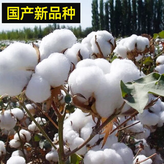 Qiante xinjiang cotton seeds field planting agricultural four-season seeds bao cotton seeds