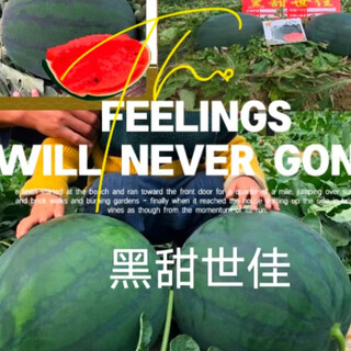 Longjiang ranlong seed black sweet shijia watermelon seeds, about 300 seeds/bag, dark green skin and bright red flesh