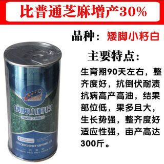 Neue aerospace overlord whip sesamsamen, ölreiche weiße sesamsamen mit hohem ertrag, hybridfeld, kurzer stiel, ölhaltige samen, zwerg, kleine samen, weiß, 150 g/weiße sesamsamen mit hohem ertrag