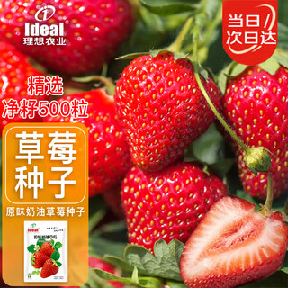 Ldeal ideal agriculture strawberry seeds four seasons potted balcony indoor fruit seeds original cream red strawberry seeds
