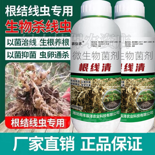 Специальное лекарство для удаления корневых нитей и галловой нематоды paecilomyces lilacinus, имбиря, огурца, табачного листа, перца, специальной обработки фруктовых деревьев от корневых гнилей. Очиститель корневой нити 500 г * 1 флакон, один флакон на один акр земли.