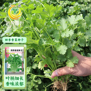 Fengming yashi four-season coriander seeds, large and small leaf vegetable seeds, new and old varieties of coriander seeds, four-season coriander seeds 10g