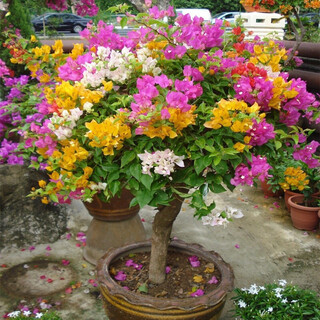 Саженцы горшечных цветов бугенвиллии многоцветной двухцветковой, морозостойкие старые ворсовые стелющиеся растения, балконные дворики, комнатные и уличные цветы и растения, цветущие в текущем году, рассада бугенвиллии, привитая многоцветная 5-летняя качественная рассада