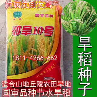 Upland rice seeds zhenghan no. 10 rice sown on dry land in mountains and hills conventional varieties japonica rice indica rice glutinous rice zhenghan no. 10 250g bulk