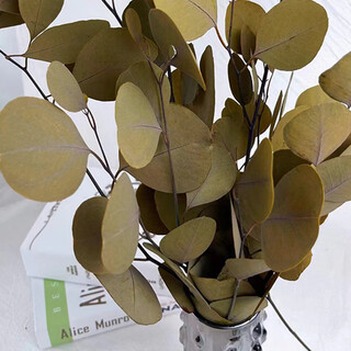 Immortal apple eucalyptus eucalyptus real flower interior decoration ornaments nordic style yunnan immortal flower yellow 50-70cm approximately 100g a bouquet