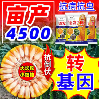 Zhuanghan defa 718 high-yielding corn seed collection, academy of agricultural sciences double-rod short-stem anti-lodging corn standard, popular, about 4220 grains