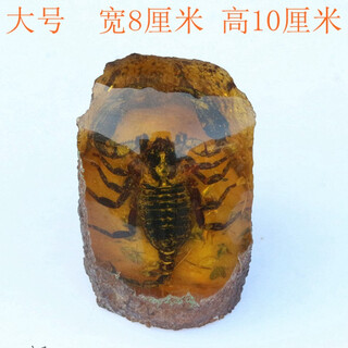 Moshe natural artificial amber rough stone animal tapeworm insect specimen insect real amber artificial beeswax ornaments picture color