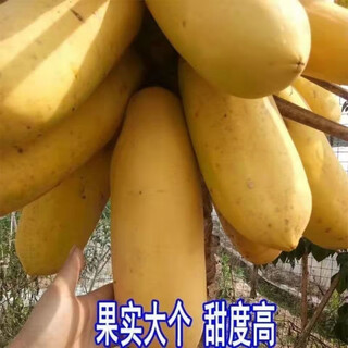 Hawaiian golden cream papaya seeds, suitable for both field and potted plants, high germination rate, 100 capsules/pack of fruit seeds, hawaiian cream papaya seeds, 20 capsules