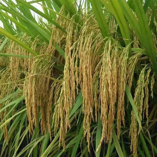 Asarum maoya langkorn-duftreis tributreis schlanker duftreis bambusreis reissamenreis shantou-reis konventioneller reis langer duftreis konventionelle professionelle reinigung hochreiner konventioneller reis 1jin jin entspricht 0,5 kg maoya