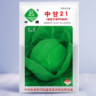 Dayu kale seed collection potted seedlings with soil seedlings vegetable seedlings autumn and winter vegetable seedlings edible raincoat cabbage zhonggan 21 cabbage seeds 20g datian academy of agricultural sciences