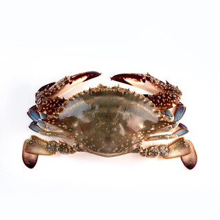 Fresh red swimming crab 100-150g/piece