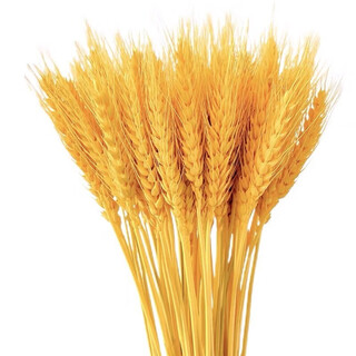 Flower e flow natural golden wheat ears dried flowers barley bouquet living room pastoral decoration opening rice ears ornaments props factory straight hair 5 golden 500 pieces source factory