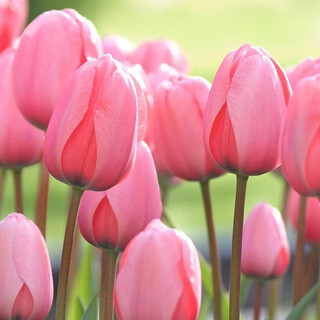 Zuojia garden 5 large tulip bulbs natural balls dutch imported tulip seeds hydroponic soil culture cold-resistant flowers pink mark 5 balls 11-12cm