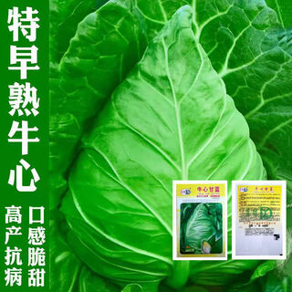 Beef heart cabbage seeds, pointed cabbage seeds, beef heart cabbage, tender, refreshing, high yield vegetable seeds, selected original 1 pack, about 300 tablets, song fertilizer