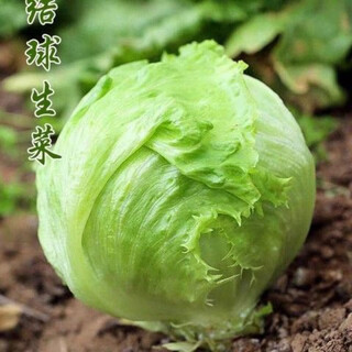Sweet and crispy lettuce lettuce, hamburger lettuce seeds, crispy and refreshing, raw lettuce seeds, potted four-season farm vegetables, original crispy and tender lettuce, 1 pack/1555 grains of song fertilizer