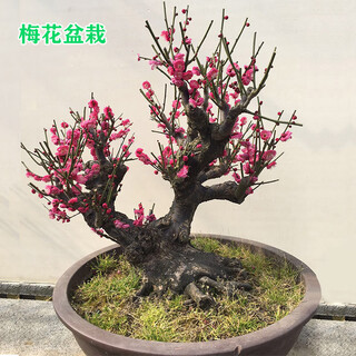 Red plum bonsai old pile potted native plum plant potted indoor green plant cold-resistant strong-scented black plum without pot red plum 5-year bonsai (blooms this winter)