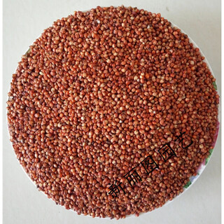 Is pigeon feed corn, sorghum, wheat, peas, pigeon food nutrition, pigeon food, bird food, pigeon food, letter for young pigeons, sorghum, 5 jin, jin is equal to 0.5 kg.