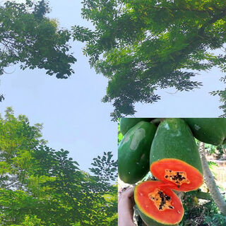 Red papaya, grown in the south for four seasons and bearing annual fruit, potted dwarf hawaiian red-fleshed fruit papaya (newly planted this year), red papaya seeds, crispy and sweet, 1 pack of approximately 25 seeds