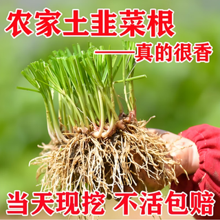 Winter vegetable seedlings, autumn and winter collection of various cold-resistant vegetable seedlings, southern seasonal balcony potted seedlings in autumn, farmland leek roots/100 trees