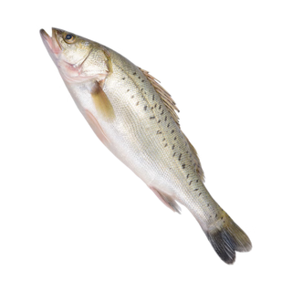 Chilled white banana sea bass 450g-550g/piece