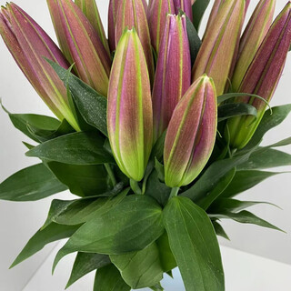 Yunnan kunming base straight hair fresh perfume lily home flower arrangement office flowers for buddha flowers mainly recommended large-headed robin single head 10 packs with preservative