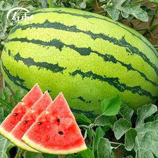 Shouhe lazy man watermelon seed lazy man king melon extra large spring no pruning lazy man fruit seedling southern sweet qishan sweet no. 8 lazy man watermelon seed 50 capsules