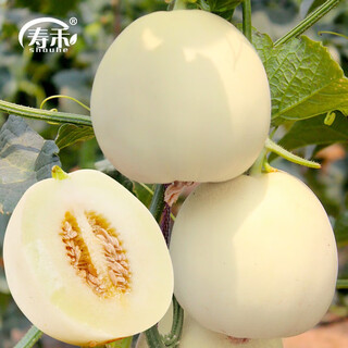 Shouhe white-skinned melon seeds, red-fleshed melons, white melons, new and old melon seeds, vegetable fields, extra-large white sand honey melon seeds, about 50 pieces x 2 bags