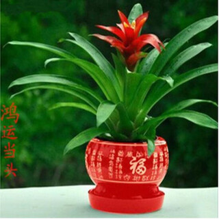 Yixuan hongyun head green plant potted flower plant blooms all year round indoor living room hydroponic plant red star pineapple water culture hongyun head 20-25 cm high red blessing word ceramics