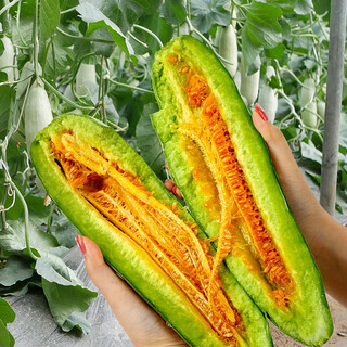 Dayu croissant melon seed seedlings in autumn and winter shandong fruit melon seeds collection antarctic star croissant melon seeds 50 capsules