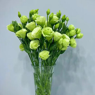 Sf cold chain premium a-grade lisianthus flowers in a vase for flower gift wedding yunnan straight hair green 20-25 flowers recommended