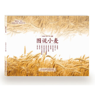 Illustration of wheat