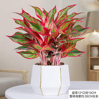 Amazing 18 kinds of spider plants for you to choose phnom penh chlorophytum various potted flowers living room hanging tabletop plants purify the air wannianhong ceramic pot with pot