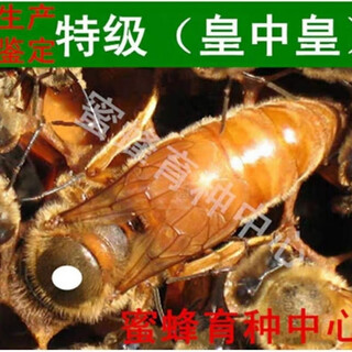 Italian bee queen starts laying eggs, italian bee lays eggs, italian bee queen honey slurry king, mating king, italian bee swarm, italian bee swarm, caged bee, lays eggs, newly starts laying king, produces king, mating king species