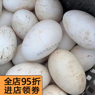 Shiwhite large double yolk goose eggs, fresh farm-raised free-range local goose eggs, damaged packs, after-sales wholesale, a whole box of 100-120g/piece, single yolk damaged packs, 12 pieces, picked up now.