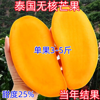 New varieties of thai seedless mango saplings, seedless grafted mango seedlings, planted in four seasons, cold-resistant and extra large in the same year, 81cm (inclusive) - 110cm (inclusive), 4-year seedlings (full of results)