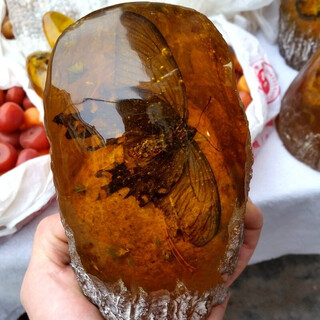 Junso amber beeswax original stone insect amber ornament real butterfly specimen crafts office living room scenery stone no. 9 medium ornament