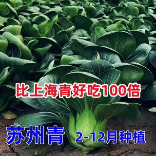 Black big-headed short-footed suzhou green fresh green stem vegetables and leafy vegetables, soft and glutinous sweet cabbage, sowing vegetables all year round. selected black big-headed suzhou green seeds 6000 capsules