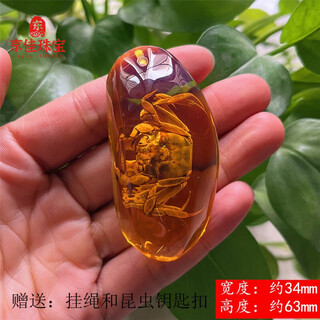 Jingjia fat donglai same style real insect amber pendant insect specimen necklace butterfly real insect primary school teaching crab beetle conformable double-sided polished crab + lanyard
