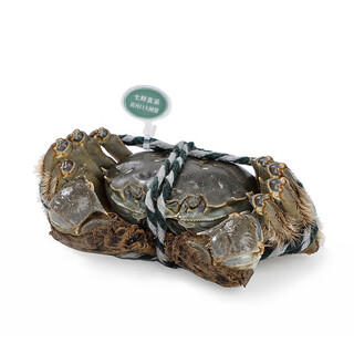 Male crab fresh yellow river estuary hairy crab 2.3-2.7 taels/piece