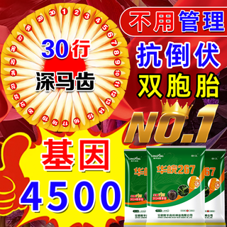 Nationally approved corn seeds, stable yield, rust-resistant live stalk, mature academy of agricultural sciences big stick, short stalk, lodging-resistant hard corn, super stable yield, about 4303 grains, high-quality golden stick