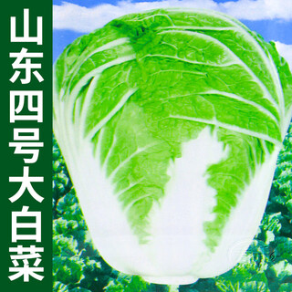 Shouhe tianjin green hemp leaf chinese cabbage seeds winter storage vegetable seeds field planting high stakes long summer and autumn green cabbage mussels hualiang shandong no. 4 chinese cabbage seeds 12g/bag