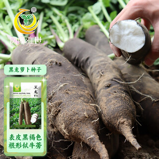 Fengming yashi black radish seeds autumn and winter vegetable seeds field planting farm black dragon radish seeds 10 grams about 600 grains