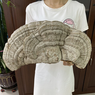 Ganoderma flat cover ganoderma lucidum changbai mountain tree tongue pruned ganoderma lucidum tea powder free sliced spore powder flat cover ganoderma lucidum 1 flower/single weight 1.5jin jin equals 0.5kg