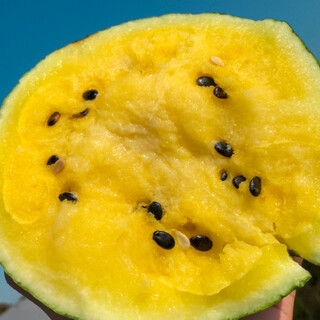 Shouhe yellow flesh watermelon seeds yellow heart gift type yellow flesh shouguang melon winter and spring home garden melon seeds yellow flesh xiaolan watermelon seeds 10 capsules x 3 packs