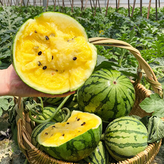 Shouhe yellow flesh watermelon seeds yellow heart gift type yellow flesh shouguang melon winter and spring home garden melon seeds (xiaolan) yellow flesh watermelon seeds 10 capsules