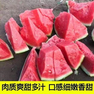 High-yielding watermelon seedlings 8424 rock sugar kirin melon sweet king large watermelon seedlings southern balcony potted small watermelon seedlings high quality 8424 watermelon seedlings carefully selected 10 plants, lots of fruit + fertilizer