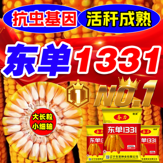 Zhuanghan dongdan 1331 maissamen-sammlung, twin-dwarf-lodging-resistenz, krankheitsresistenz, harter maissamen mit großen pferdezähnen, reinheitsgrad eins, etwa 3,8 jin, jin entspricht 0,5 kilogramm