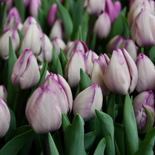 Zuojia garden 5 large tulip bulbs natural balls dutch imported tulip seeds hydroponic soil culture cold-resistant flowers yakuchi 5 balls 11-12cm