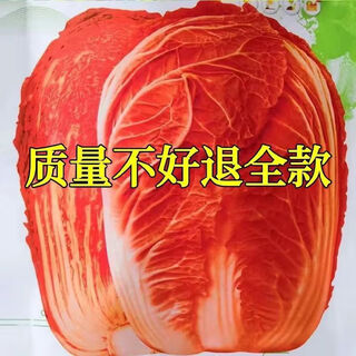 Fire phoenix chinese cabbage seeds red cabbage seeds are disease-resistant, high-yielding and high in calcium. orange and red cabbage are easy to grow in farmers’ fields. matched version. fire phoenix cabbage seeds. high-quality products - new seeds. 1 pack of approximately 199 capsules.